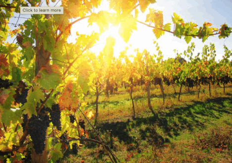 Vinetur report details dramatic changes in global viticulture
